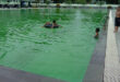 Kolam Renang Yonif 731 Kabaresi
